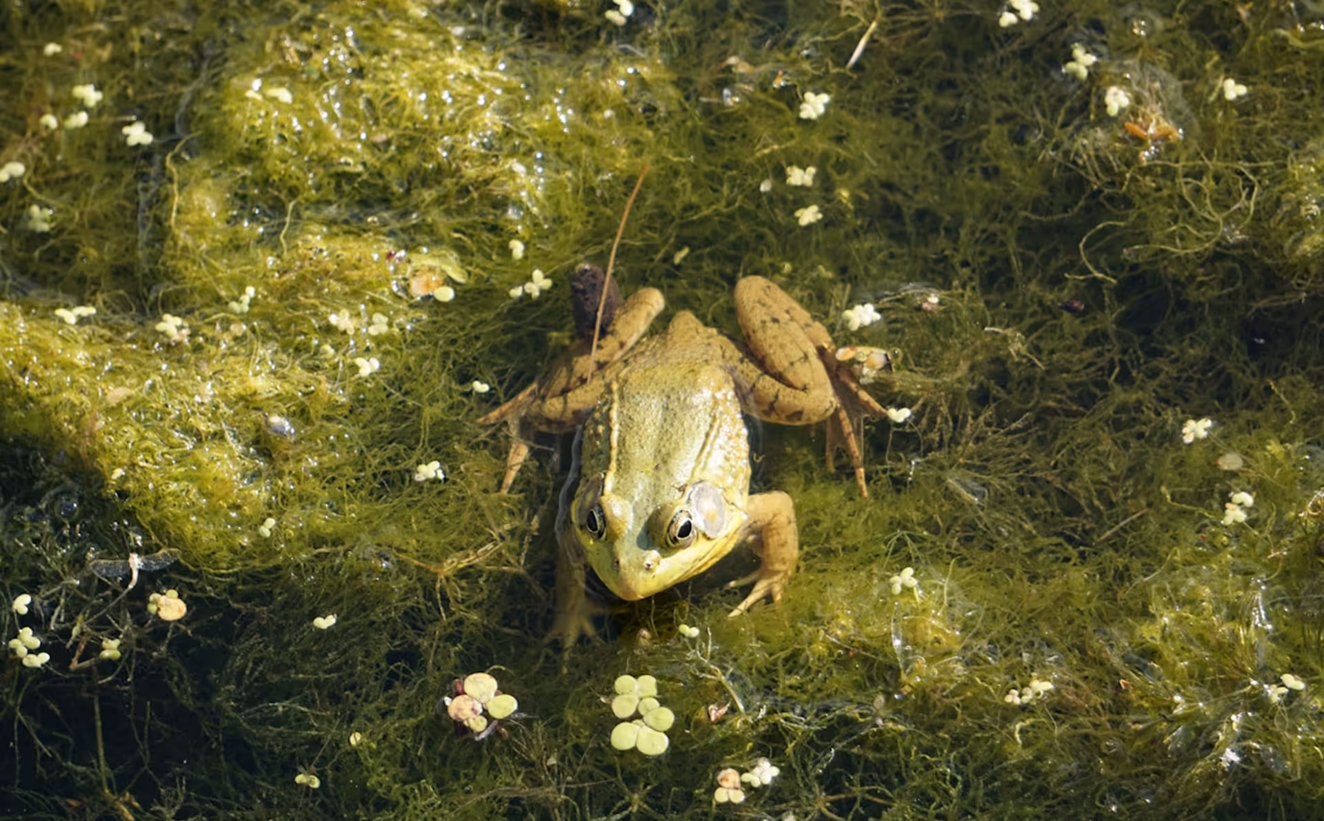 What Does It Mean To Eat The Frog?