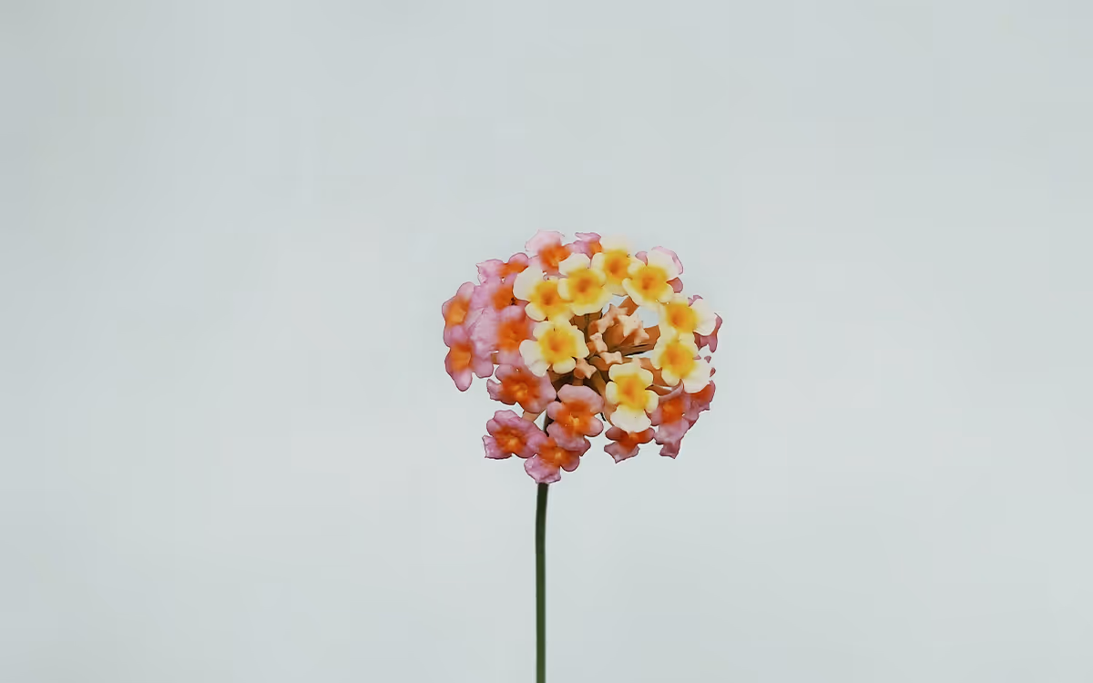 How to plan your future in times of wild uncertainty: 5 easy-to go techniques