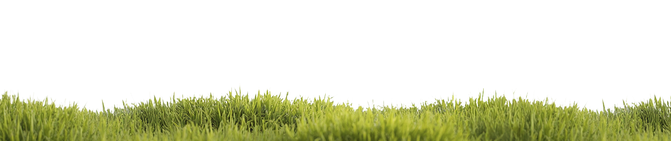 Grass